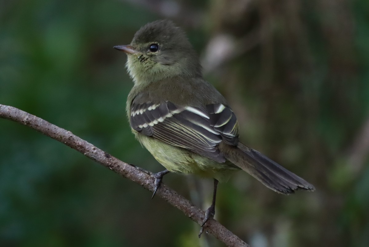 Small-headed Elaenia - ML637750829