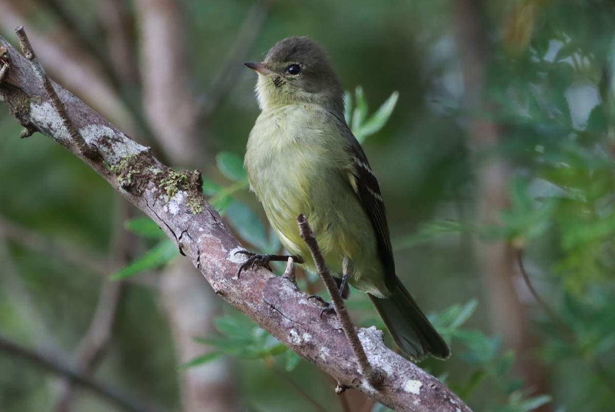 Small-headed Elaenia - ML637750830