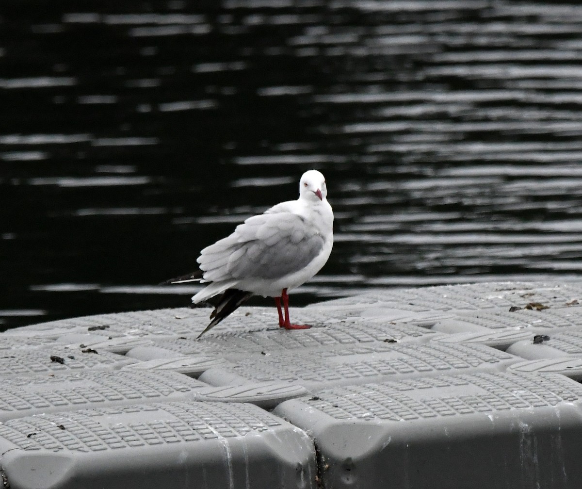 Silver Gull - ML637750831