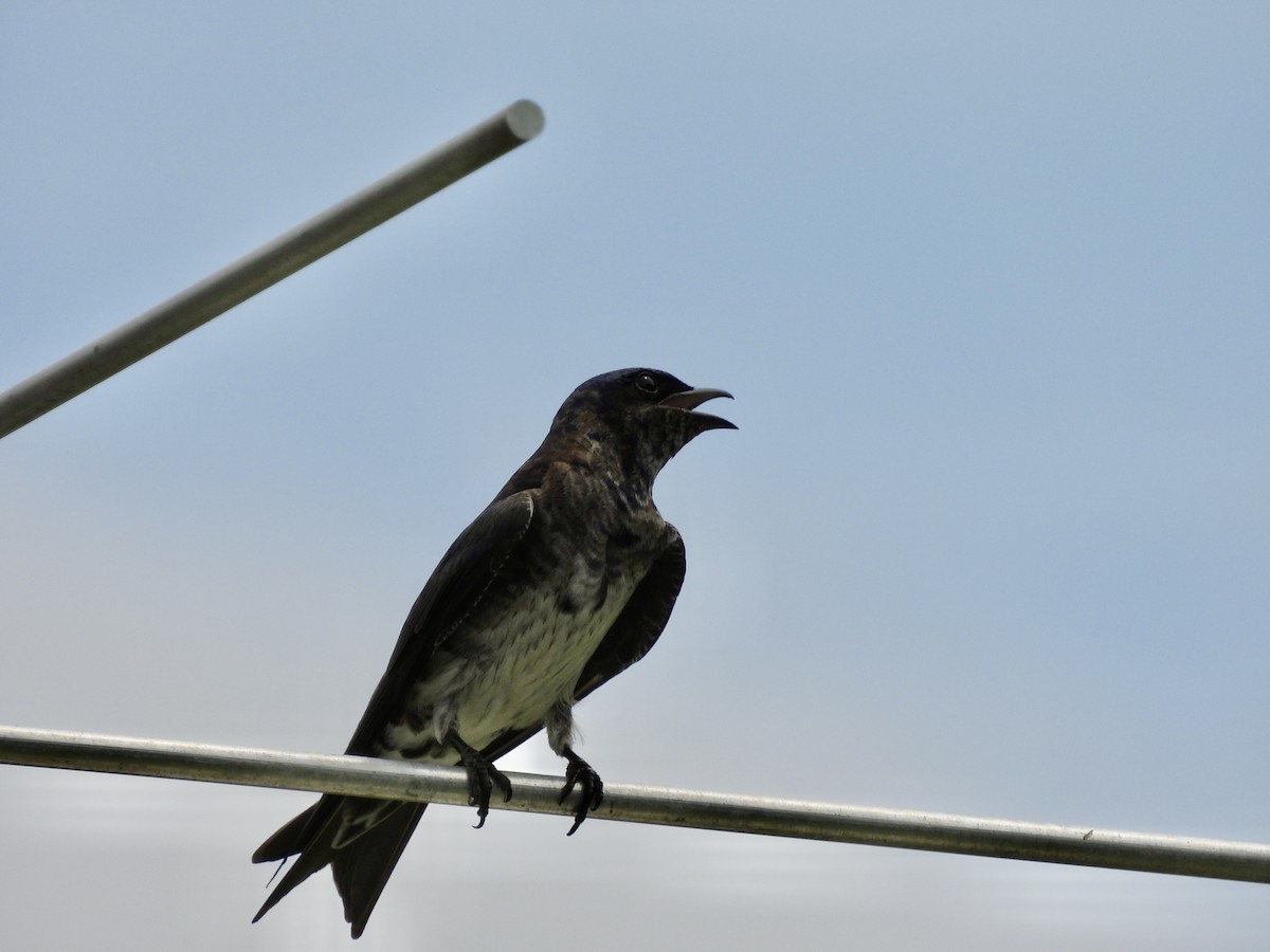 Purple Martin - ML637750832