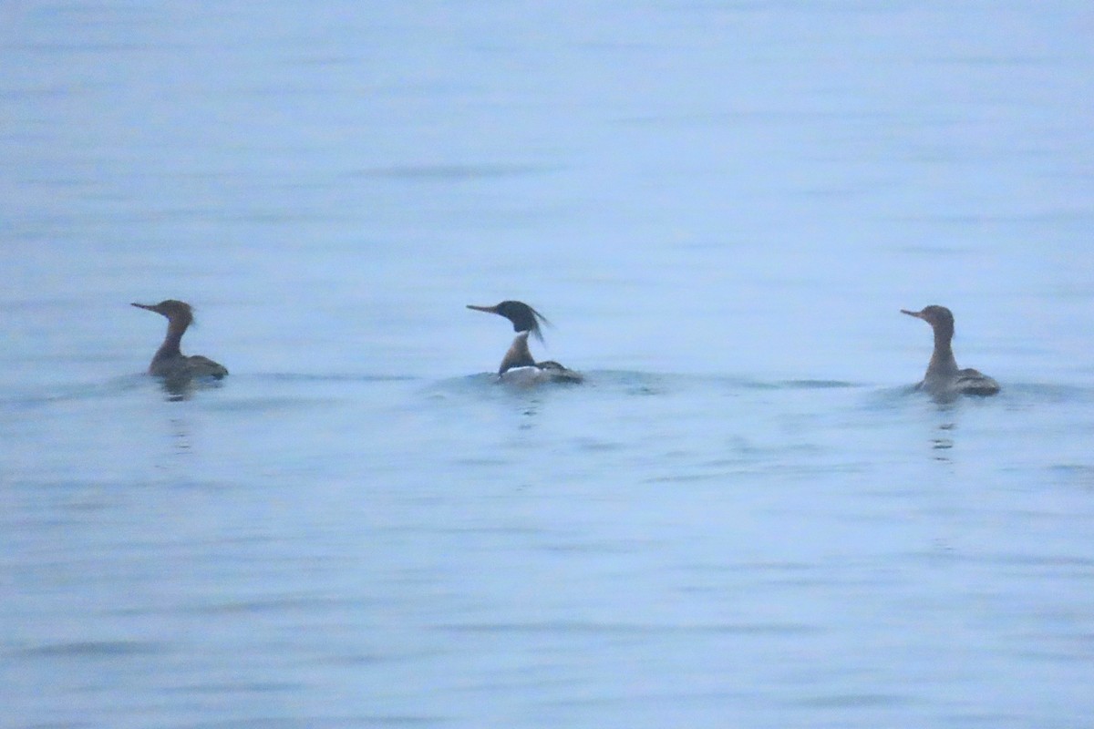 Red-breasted Merganser - ML637750833