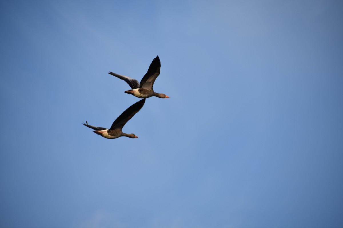 Graylag Goose - ML637750834