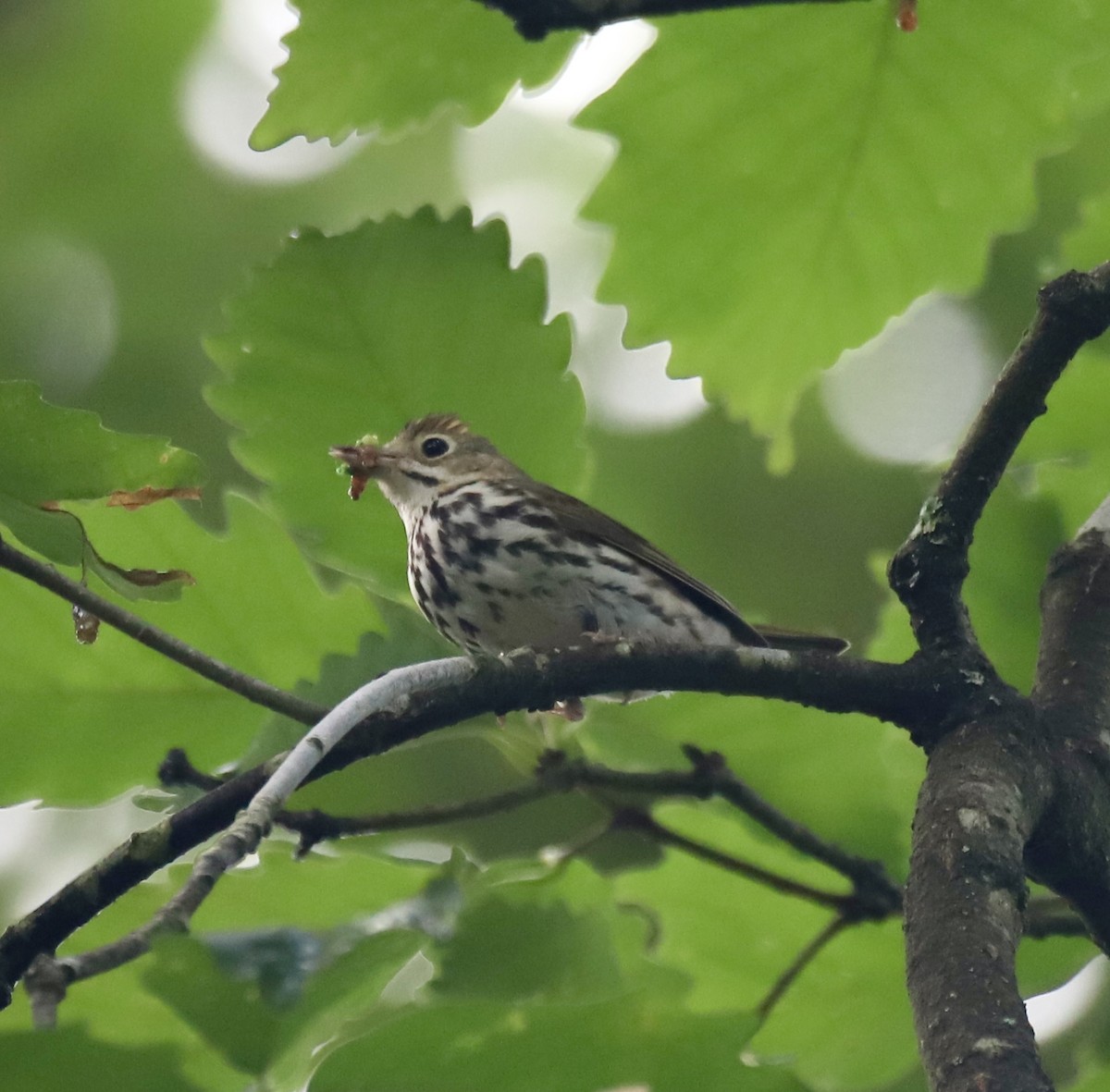 Ovenbird - ML637750835