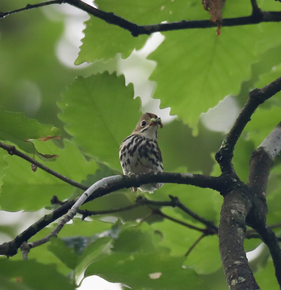 Ovenbird - ML637750836