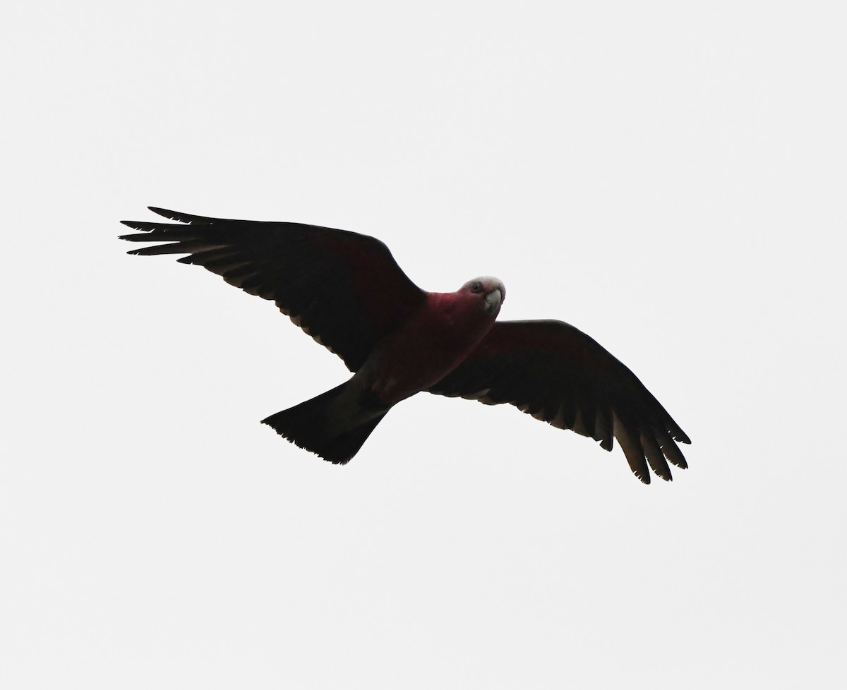 Galah - ML637750837