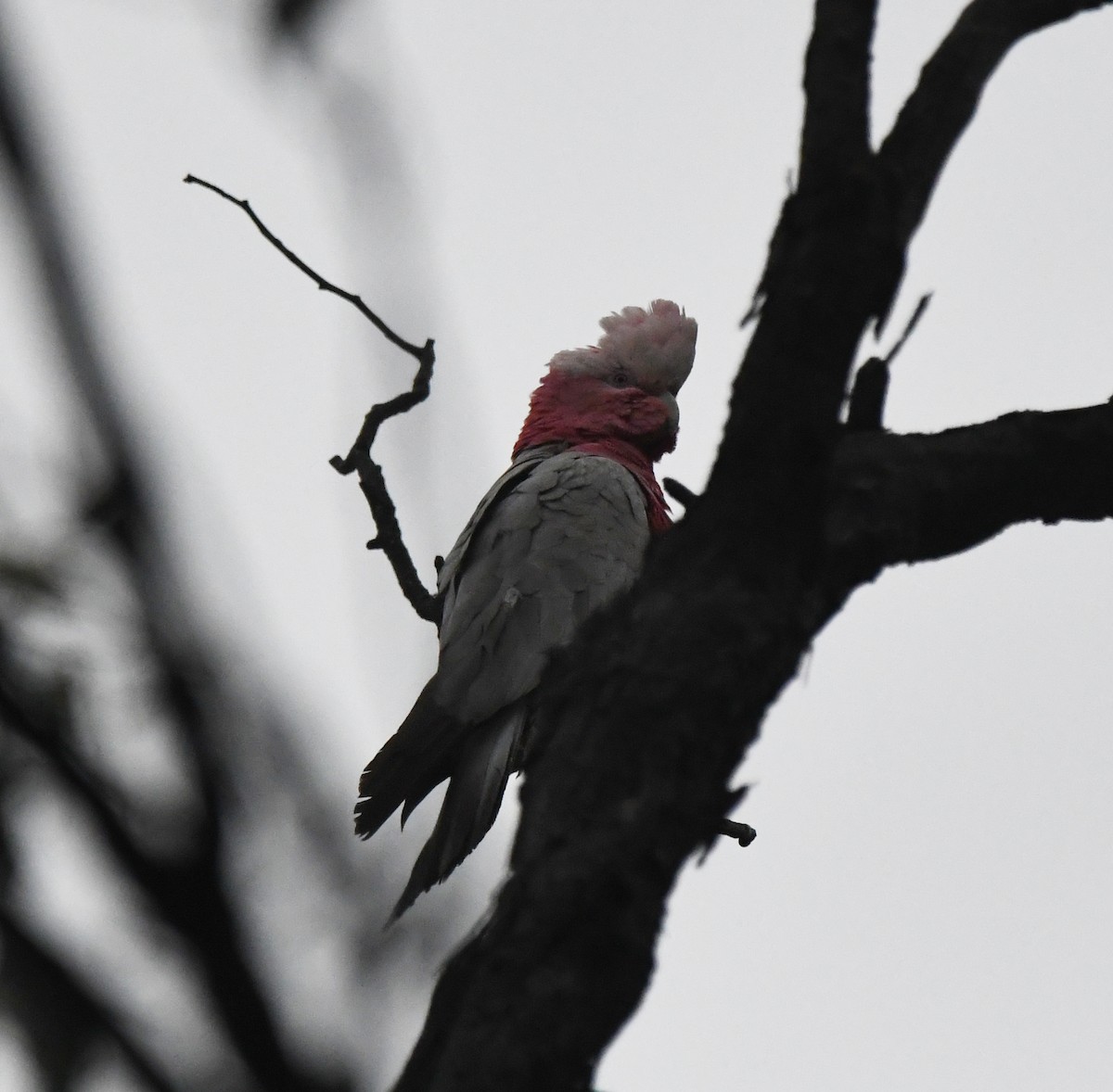 Galah - ML637750838