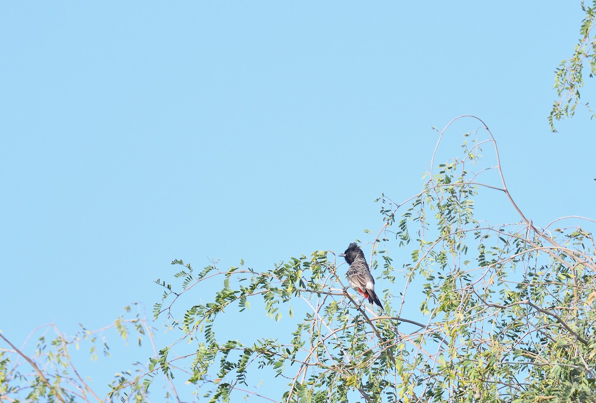 Red-vented Bulbul - ML637750841