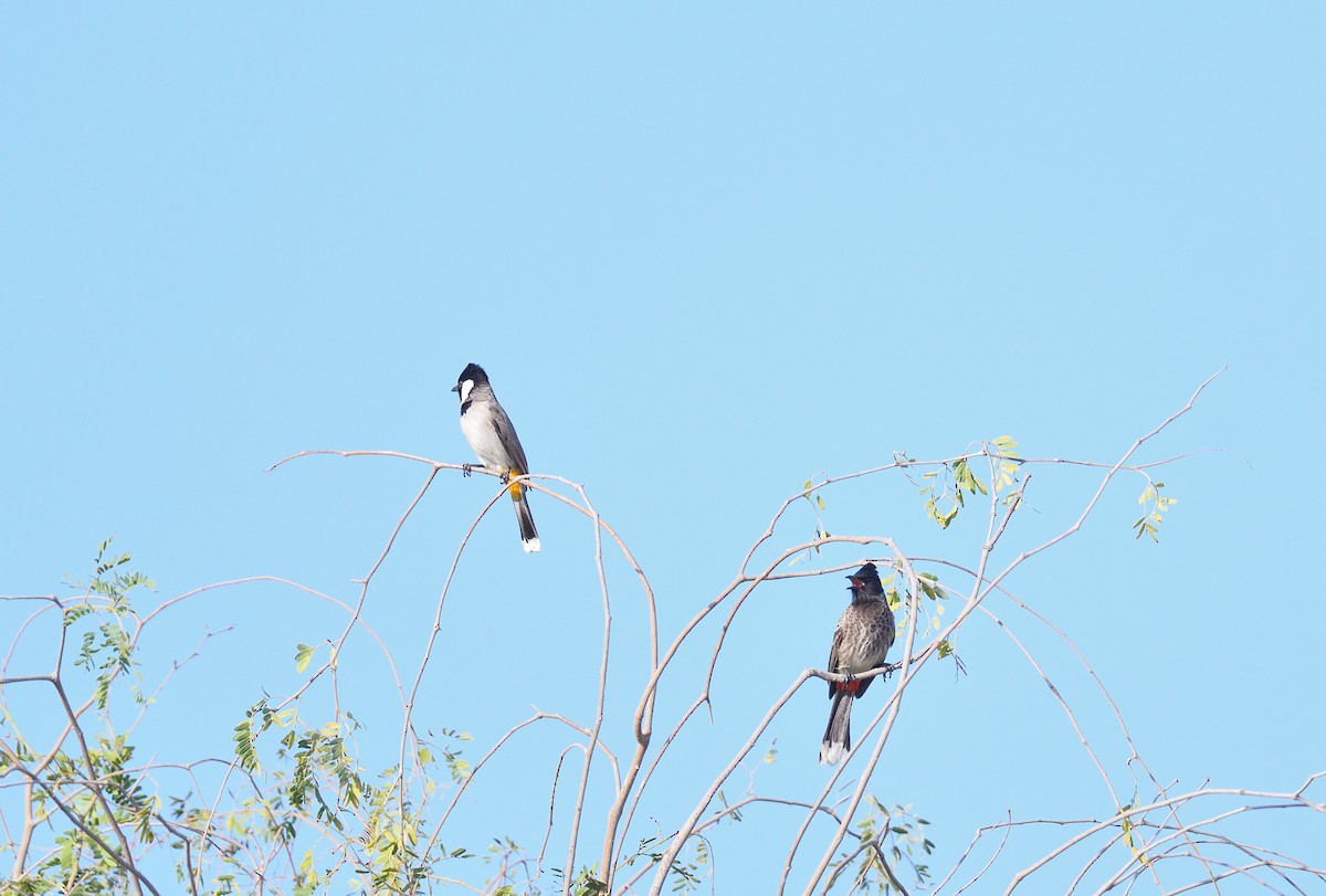 Red-vented Bulbul - ML637750842