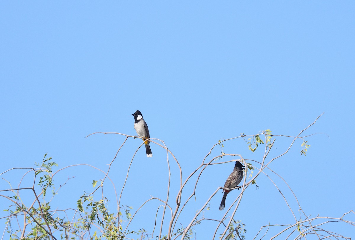 Red-vented Bulbul - ML637750843