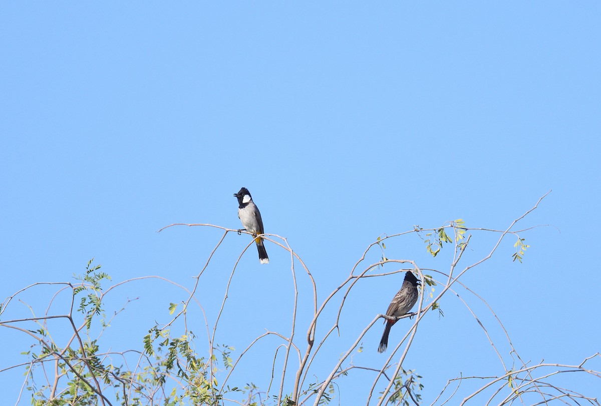 Red-vented Bulbul - ML637750844