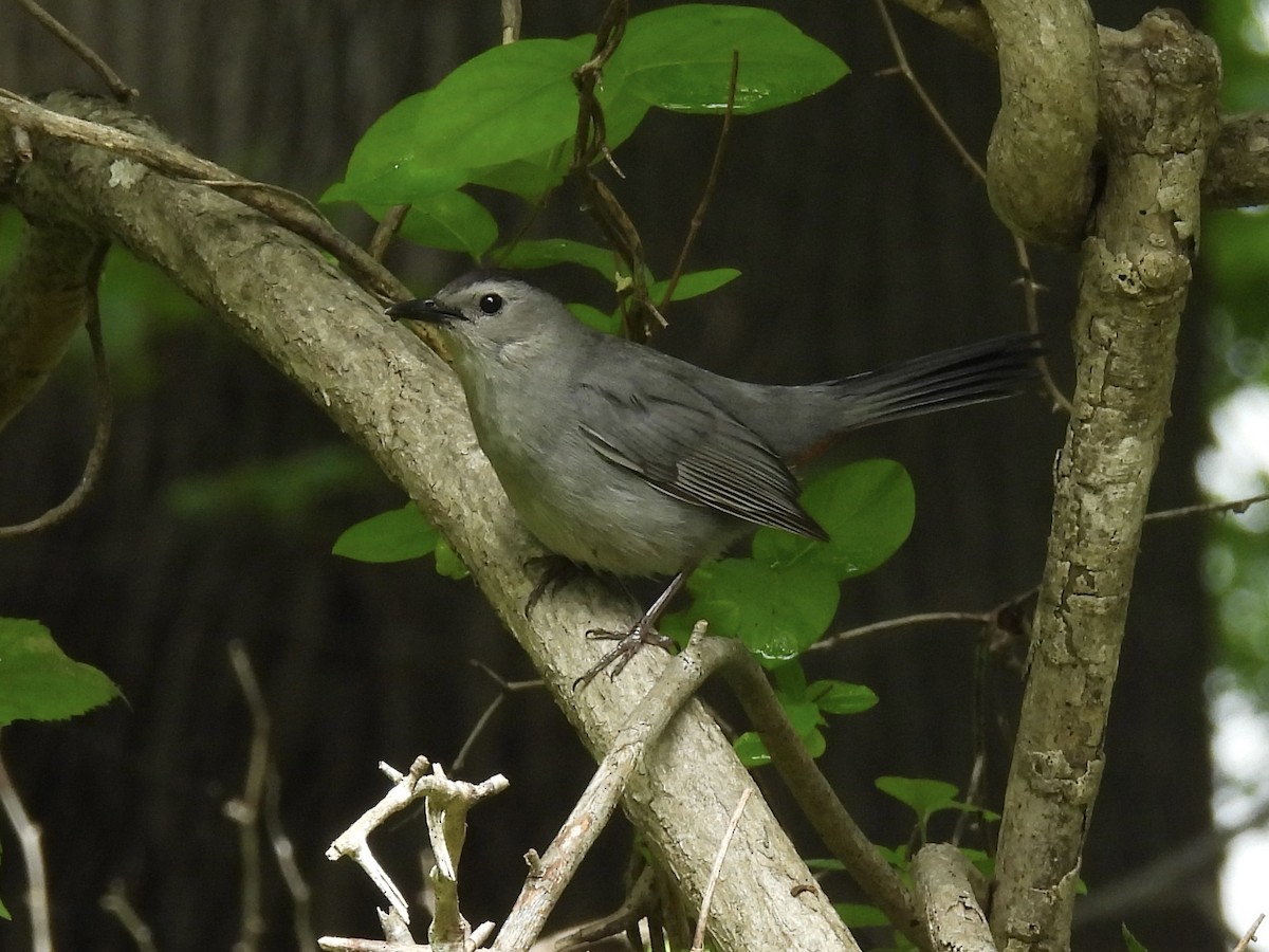Gray Catbird - ML637750845
