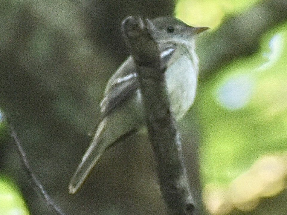 Acadian Flycatcher - ML637750846