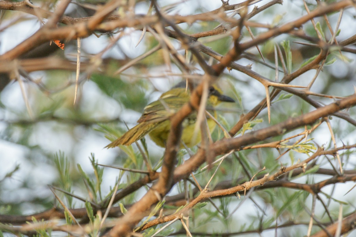 Sulphur-breasted Bushshrike - ML637750847