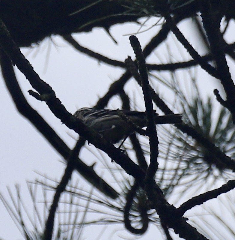 Black-and-white Warbler - ML637750848