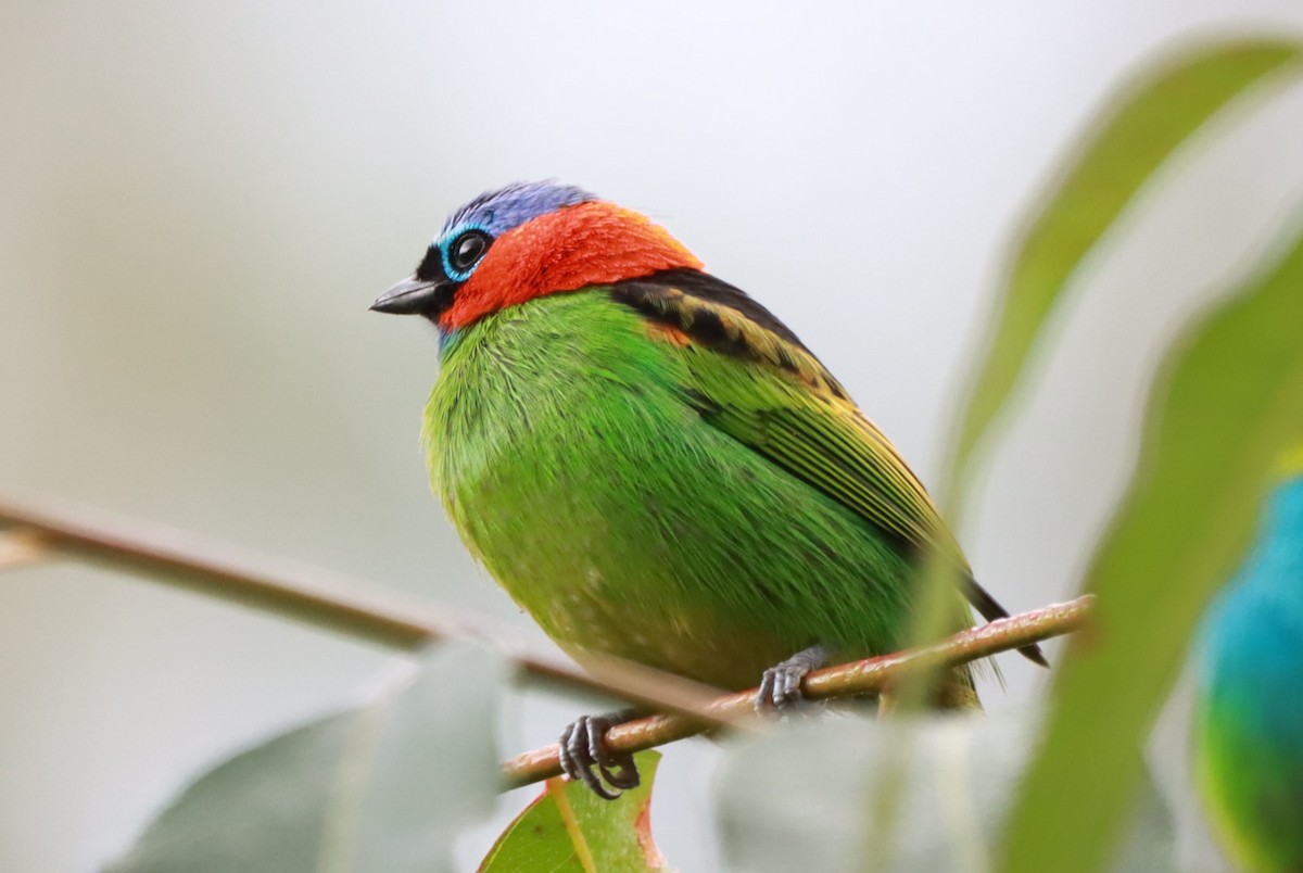 Red-necked Tanager - ML637750850