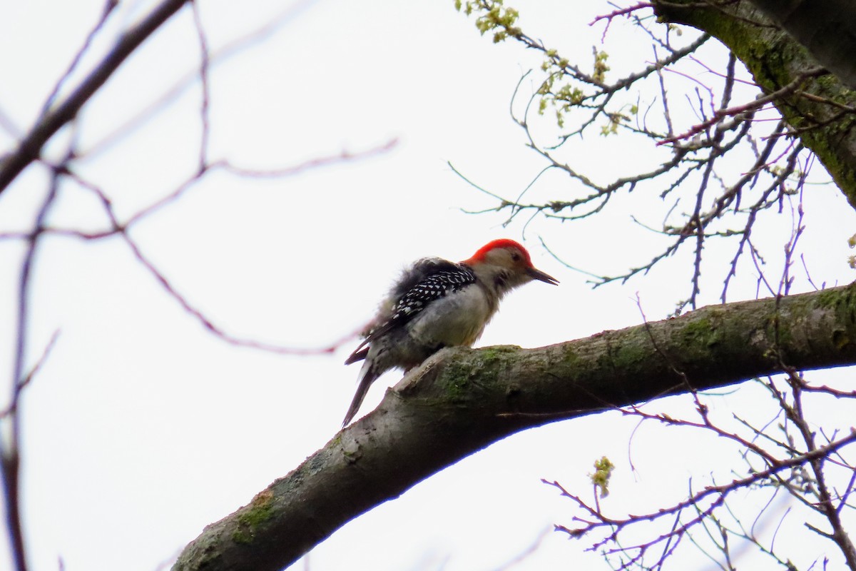 Red-bellied Woodpecker - ML637750878