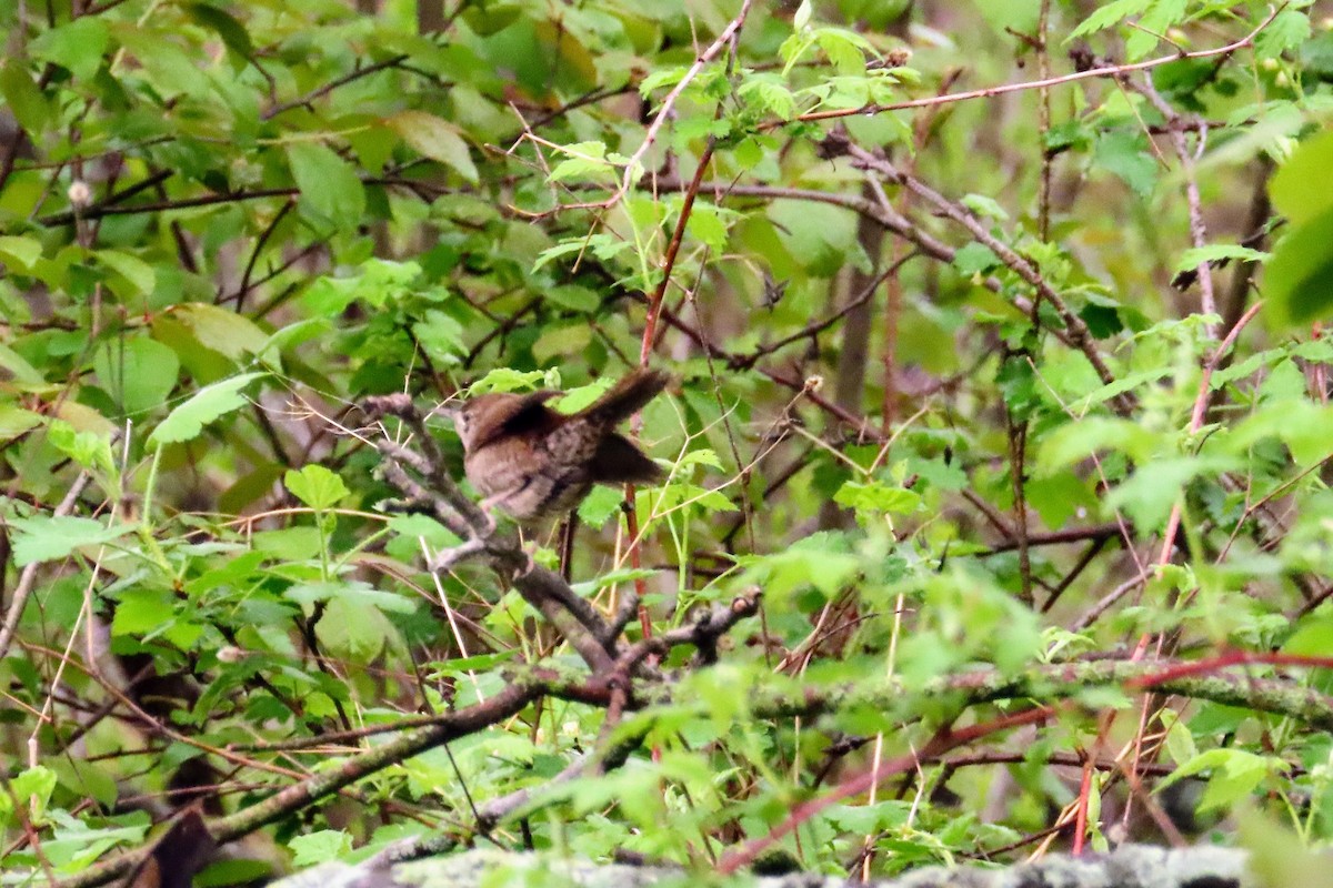 Northern House Wren - ML637750907