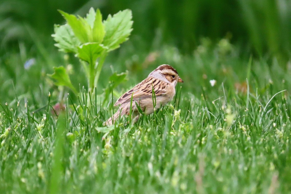 Clay-colored Sparrow - ML637750949