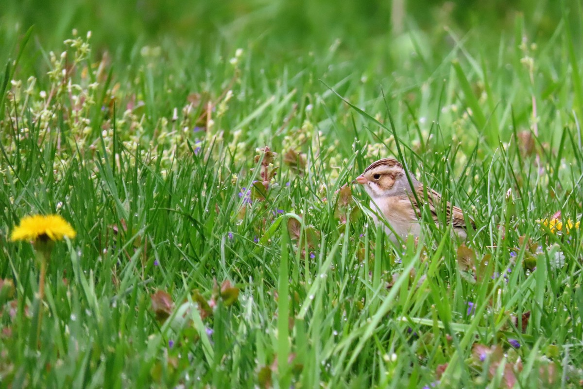 Clay-colored Sparrow - ML637750950