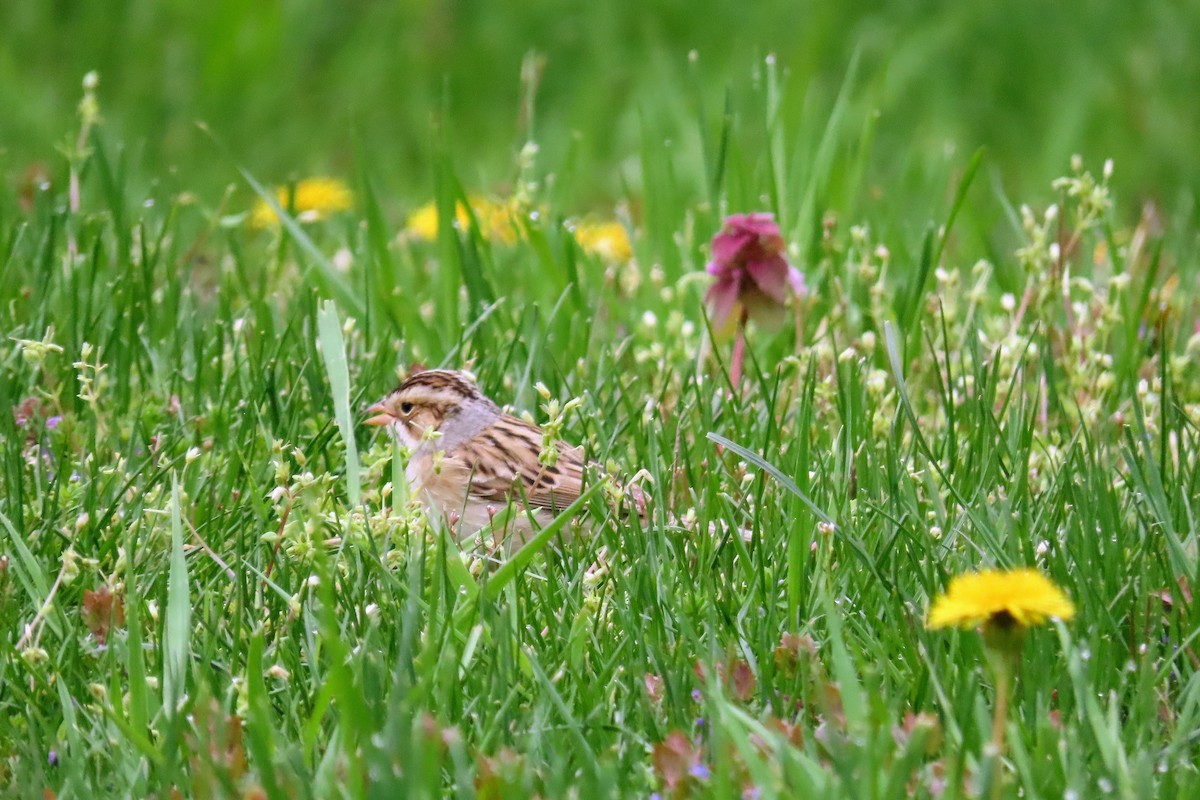 Clay-colored Sparrow - ML637750951