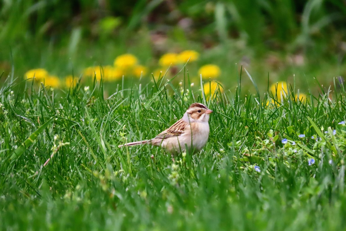 Clay-colored Sparrow - ML637750952