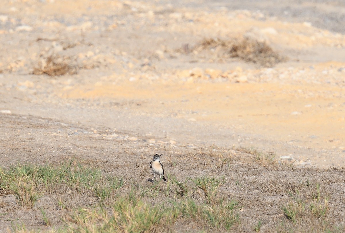 Desert Wheatear - ML637750968