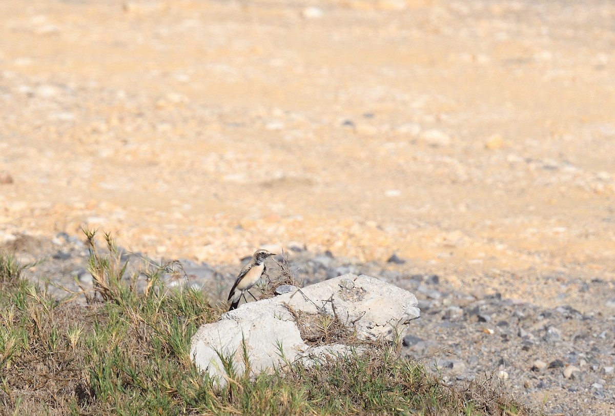 Desert Wheatear - ML637750969