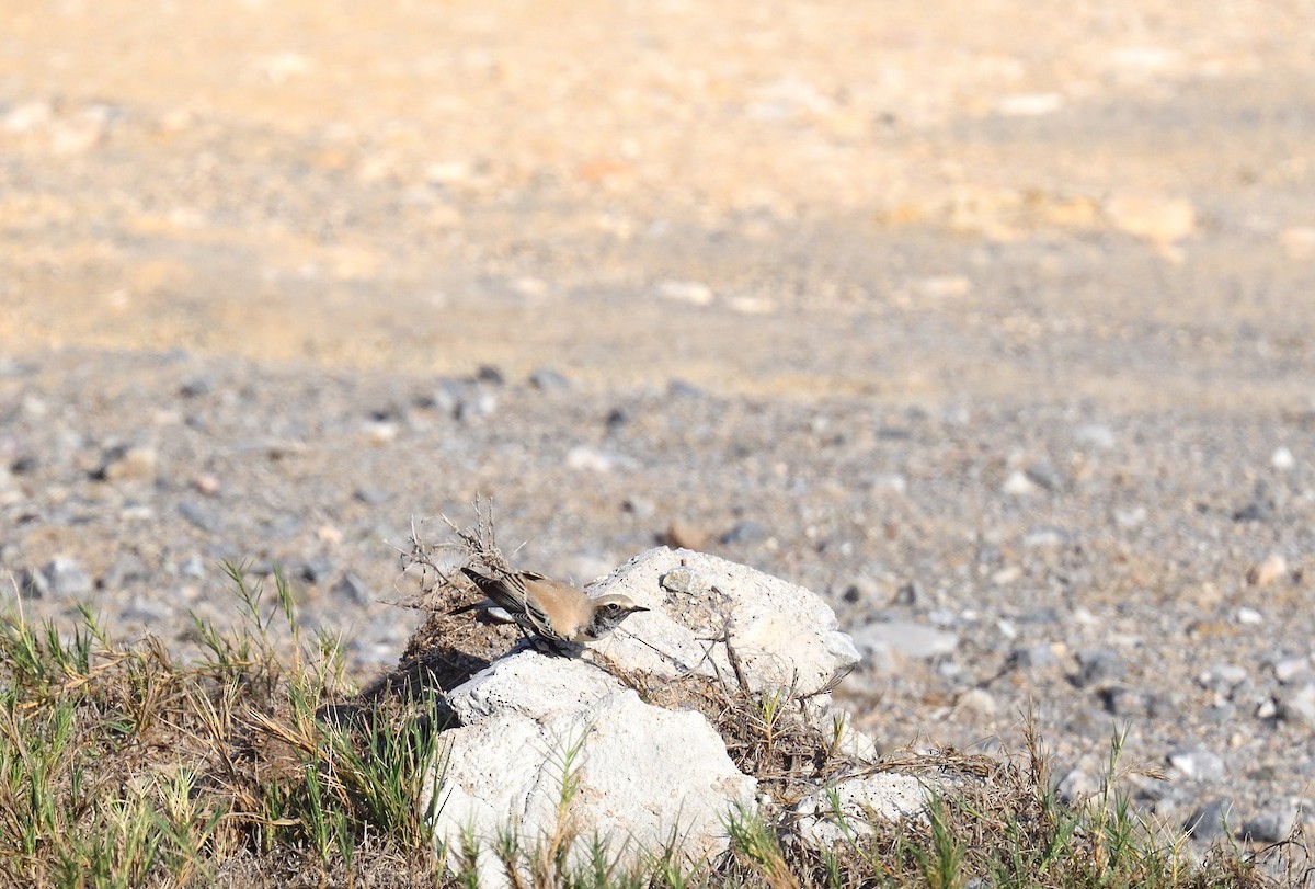 Desert Wheatear - ML637750970