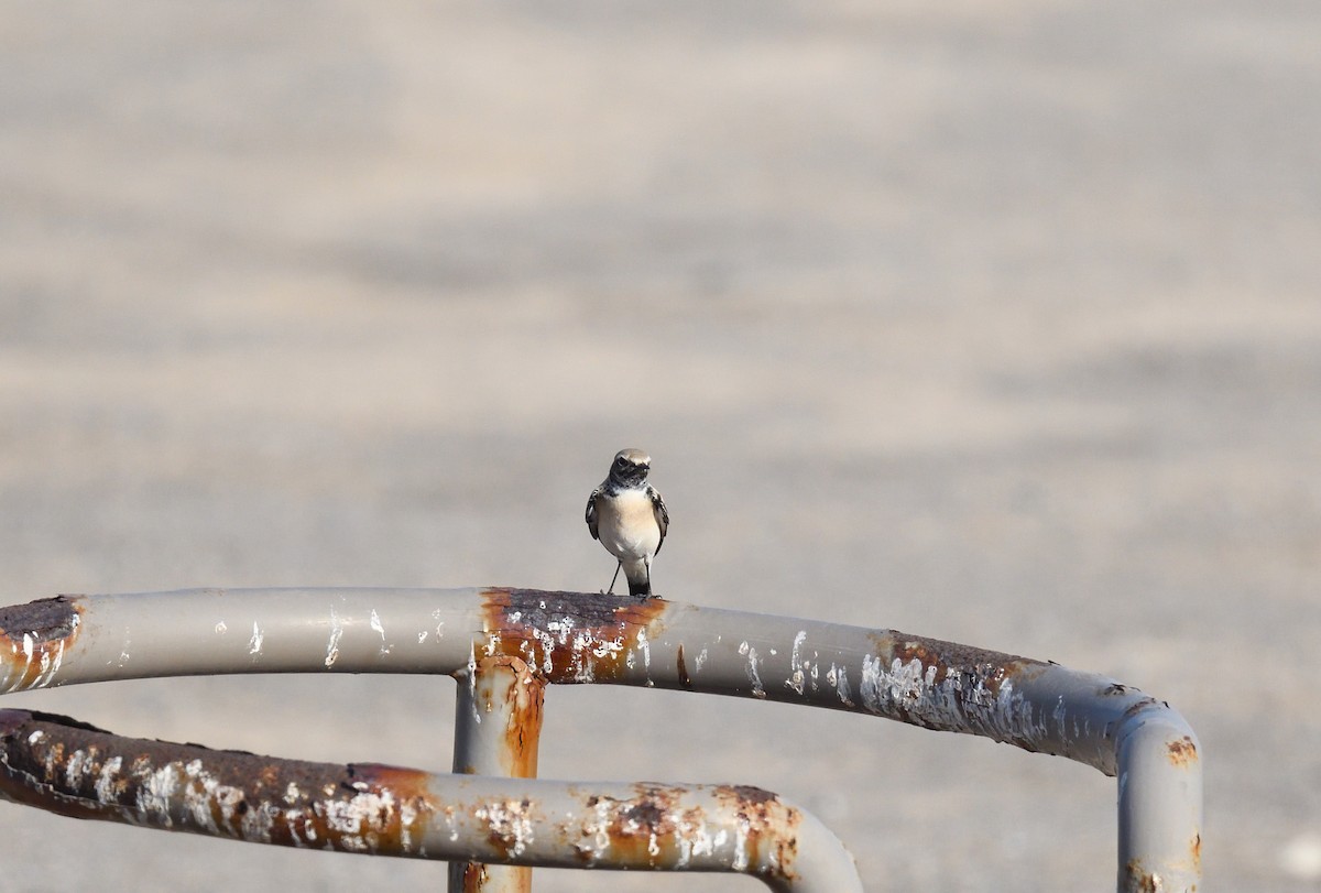 Desert Wheatear - ML637750971