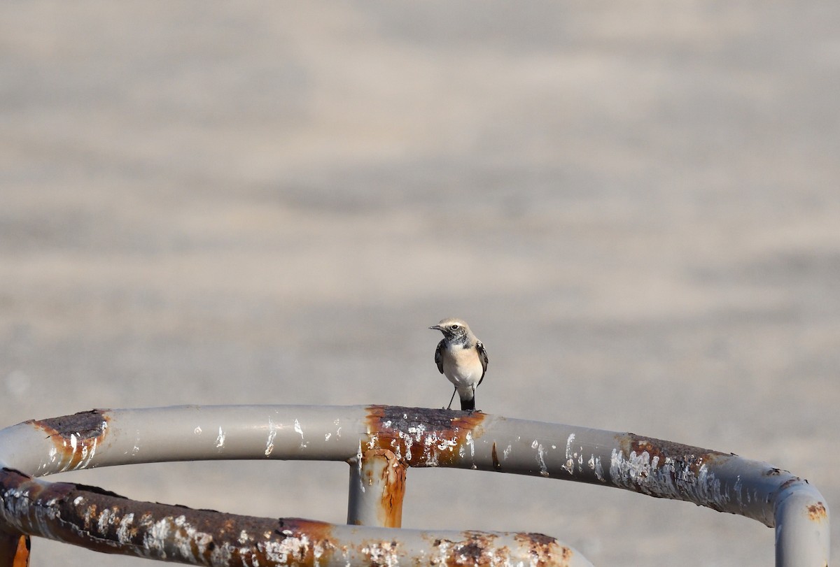 Desert Wheatear - ML637750972