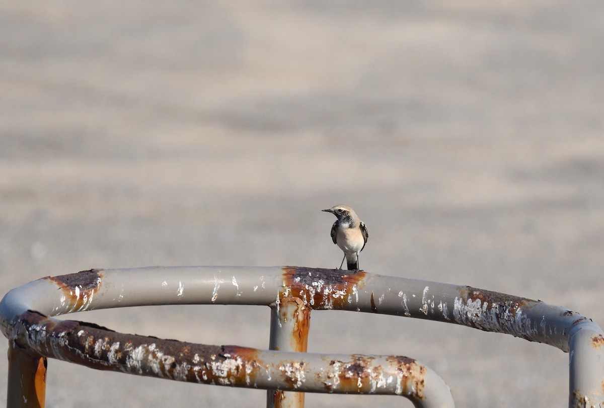Desert Wheatear - ML637750973