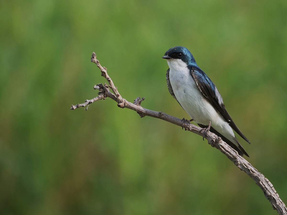 Tree Swallow - ML637750995