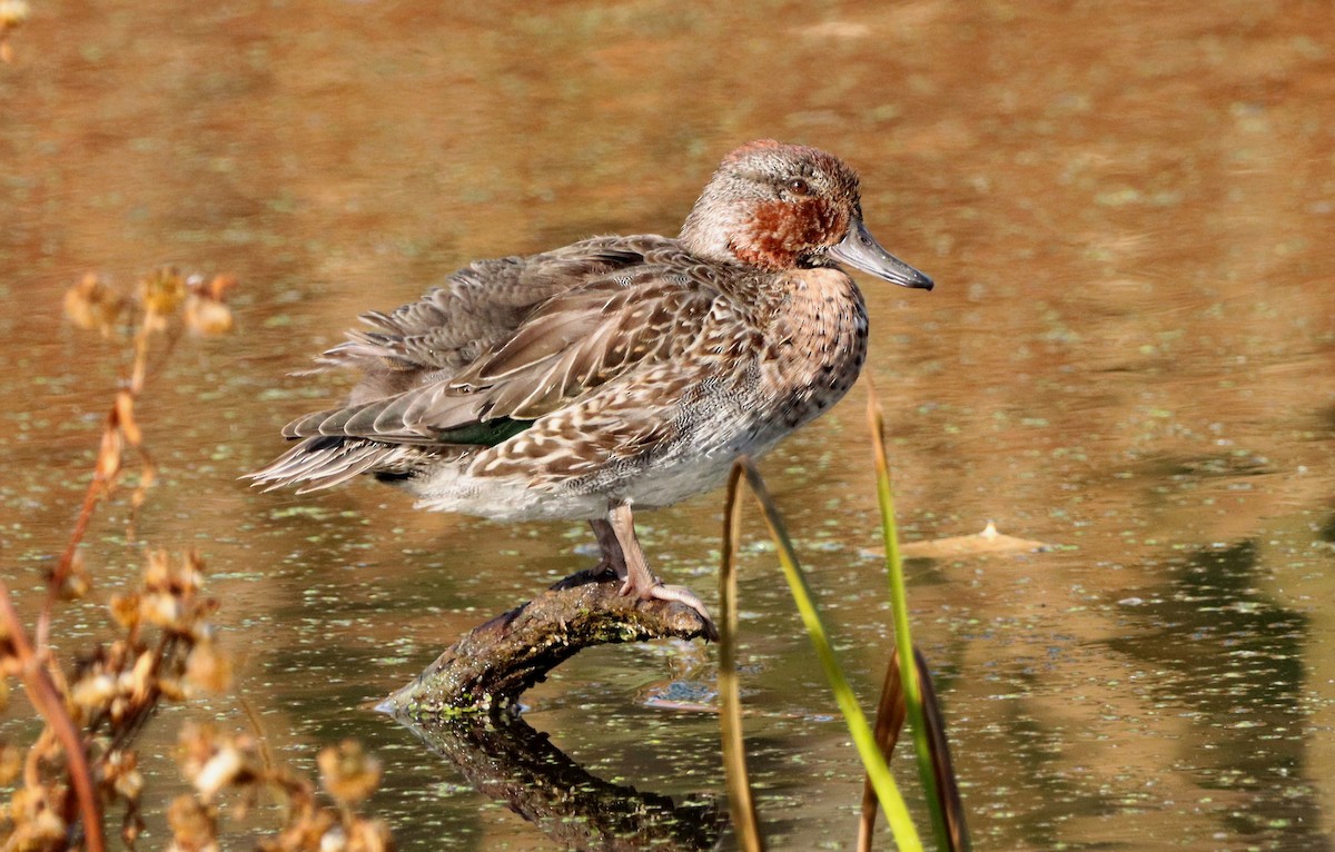 Green-winged Teal - ML637750997
