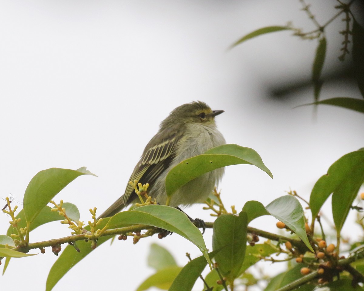 キマユコタイランチョウ（chrysops） - ML637751009