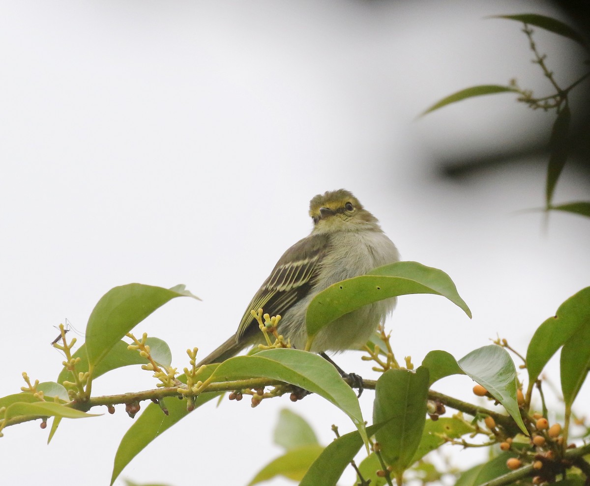 キマユコタイランチョウ（chrysops） - ML637751010