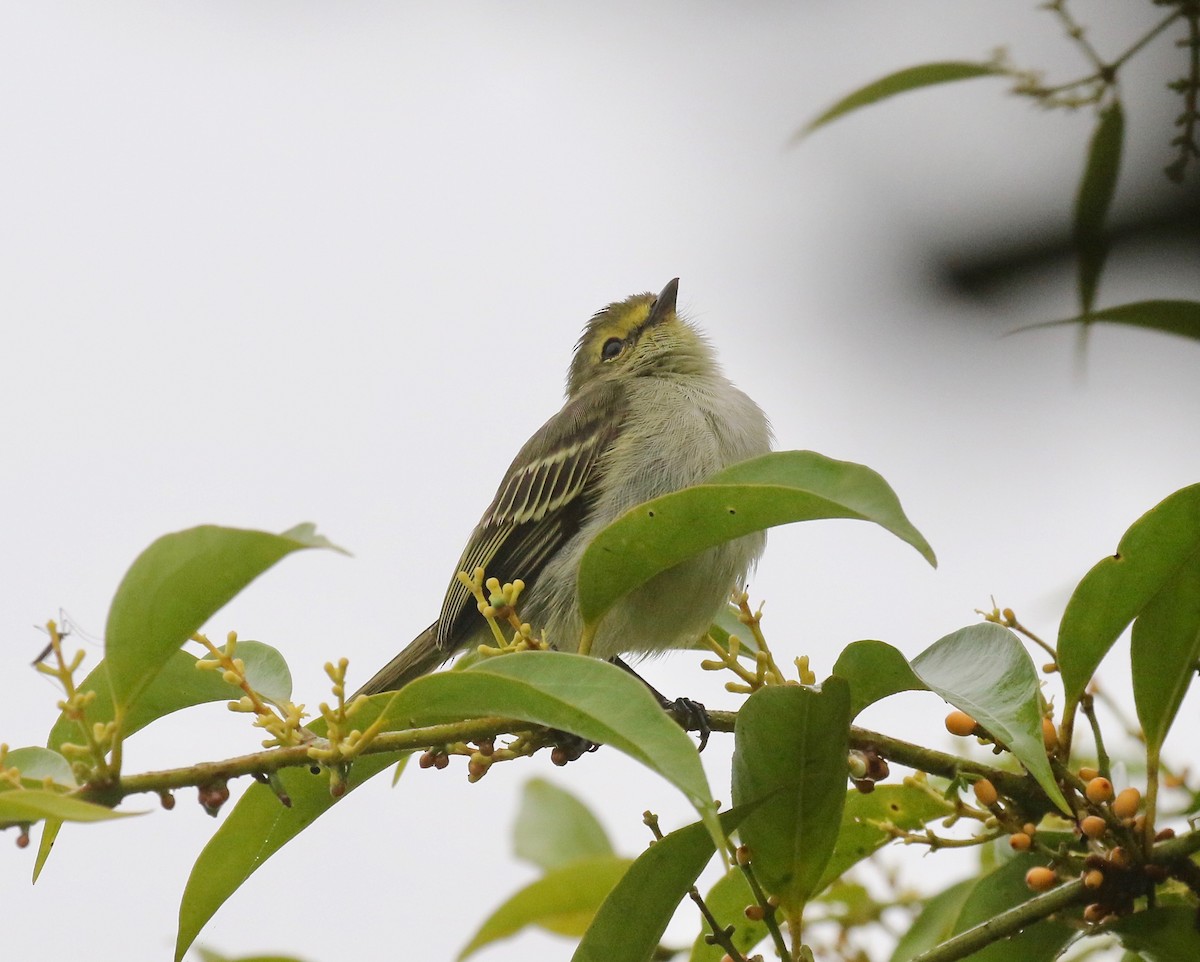 キマユコタイランチョウ（chrysops） - ML637751011