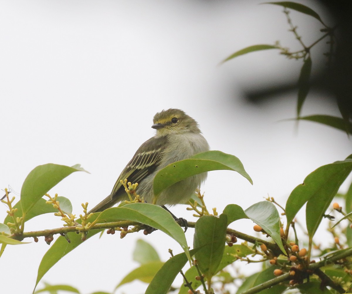 キマユコタイランチョウ（chrysops） - ML637751012