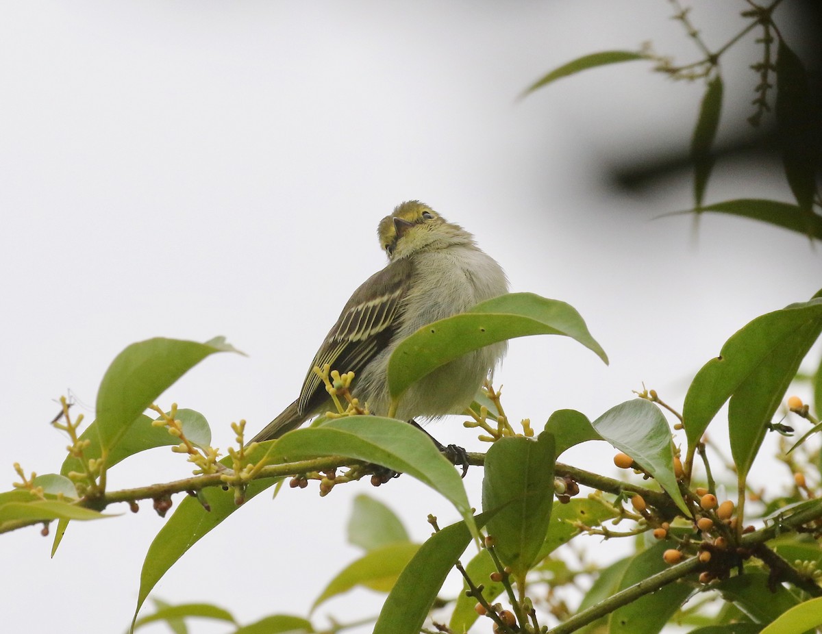 キマユコタイランチョウ（chrysops） - ML637751013