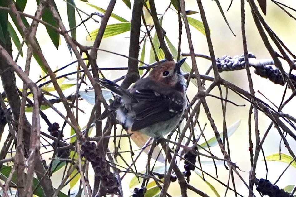 Oahu Elepaio - ML637751031