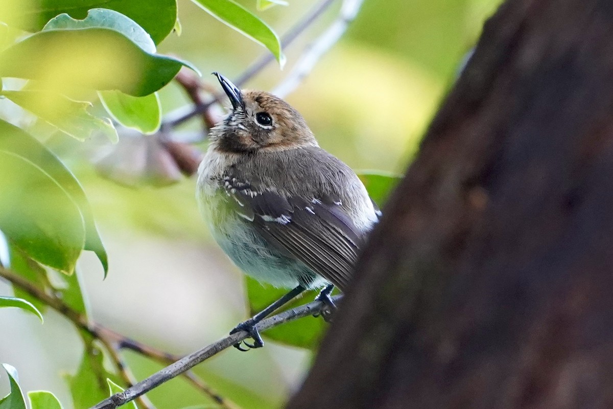 Oahu Elepaio - ML637751032