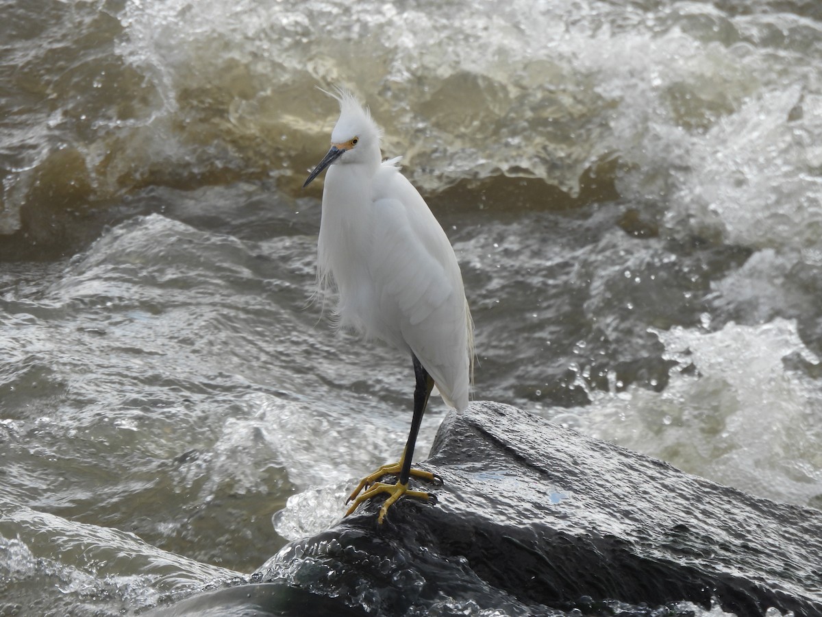 Snowy Egret - ML637751036