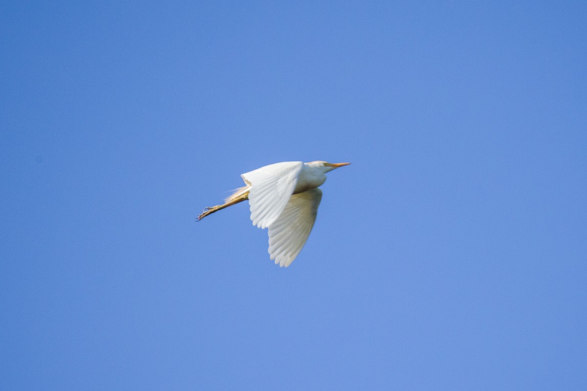 Western Cattle-Egret - ML637751037