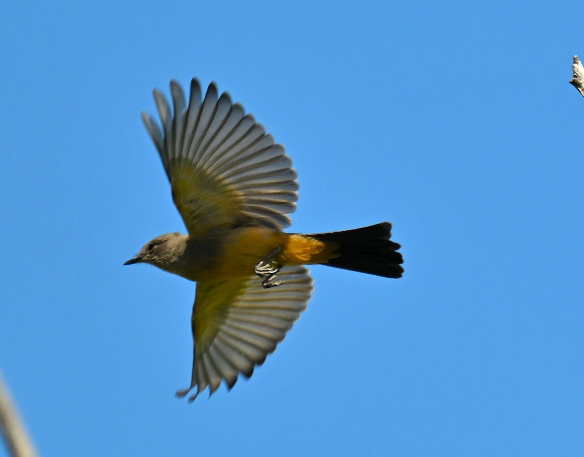 Say's Phoebe - ML637751038