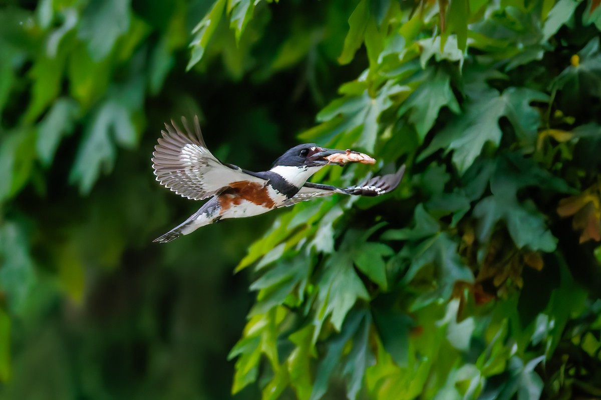 Belted Kingfisher - ML637751043