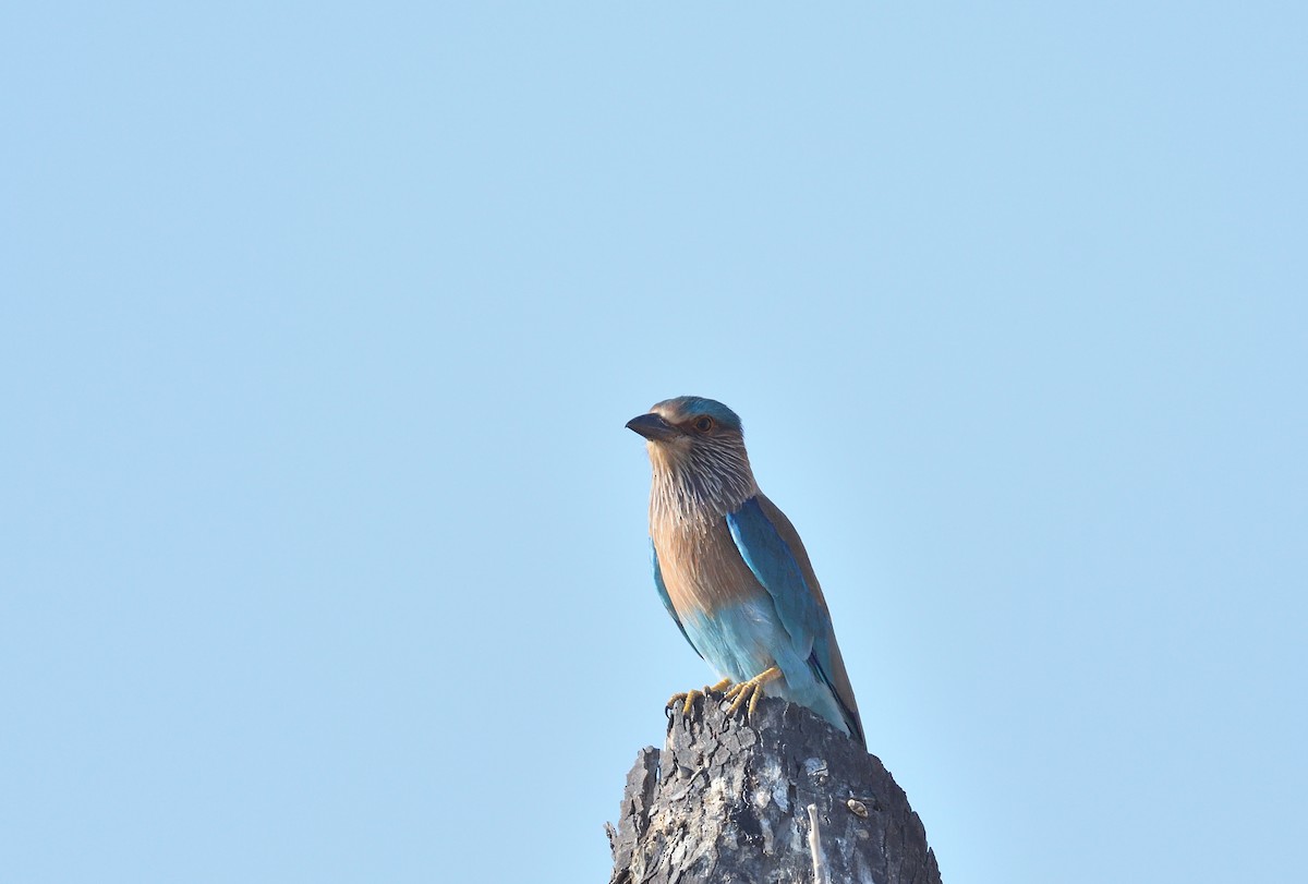 Indian Roller - ML637751046