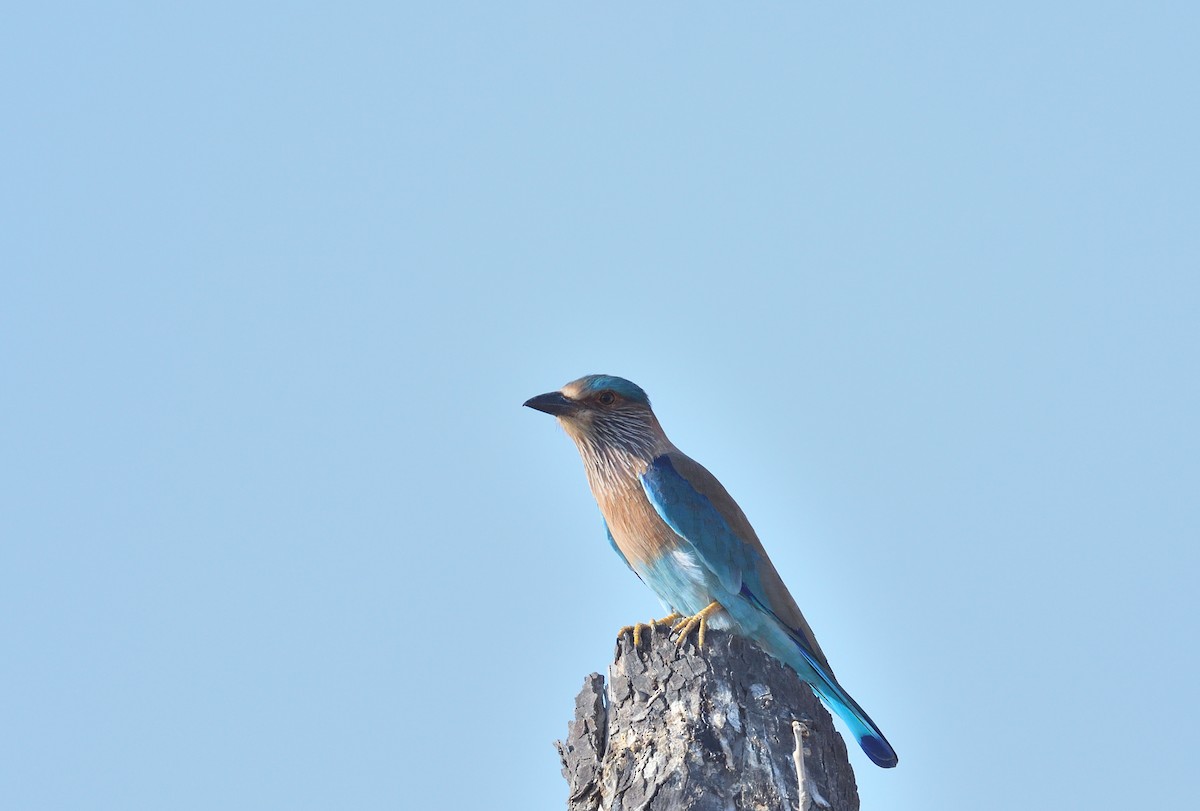 Indian Roller - ML637751047