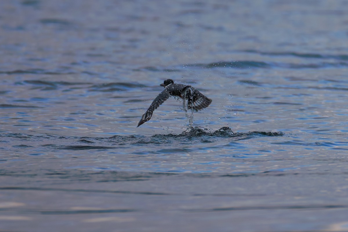 Belted Kingfisher - ML637751048