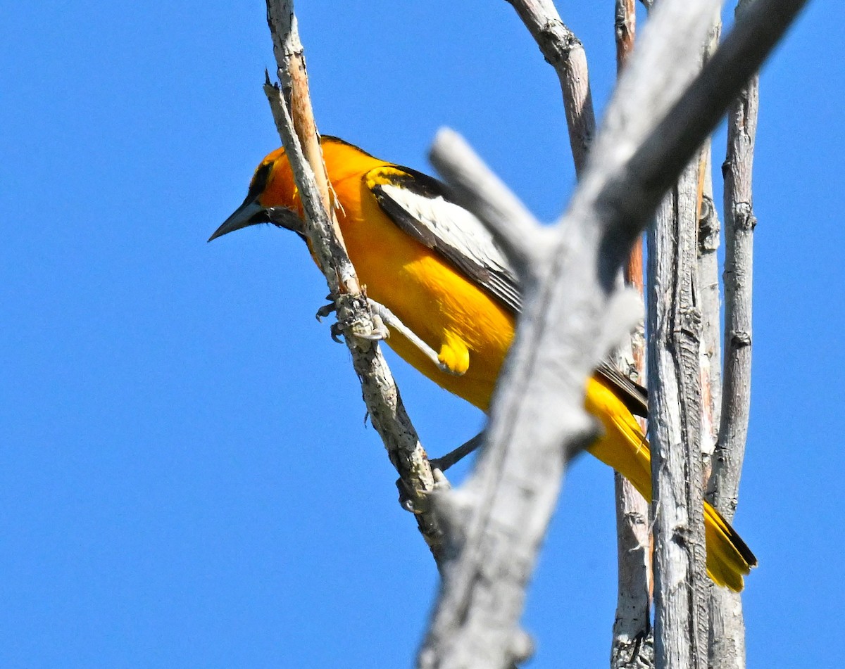 Bullock's Oriole - ML637751049