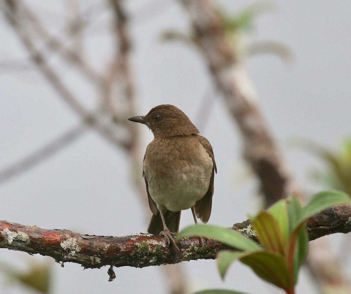 Black-billed Thrush - ML637751050
