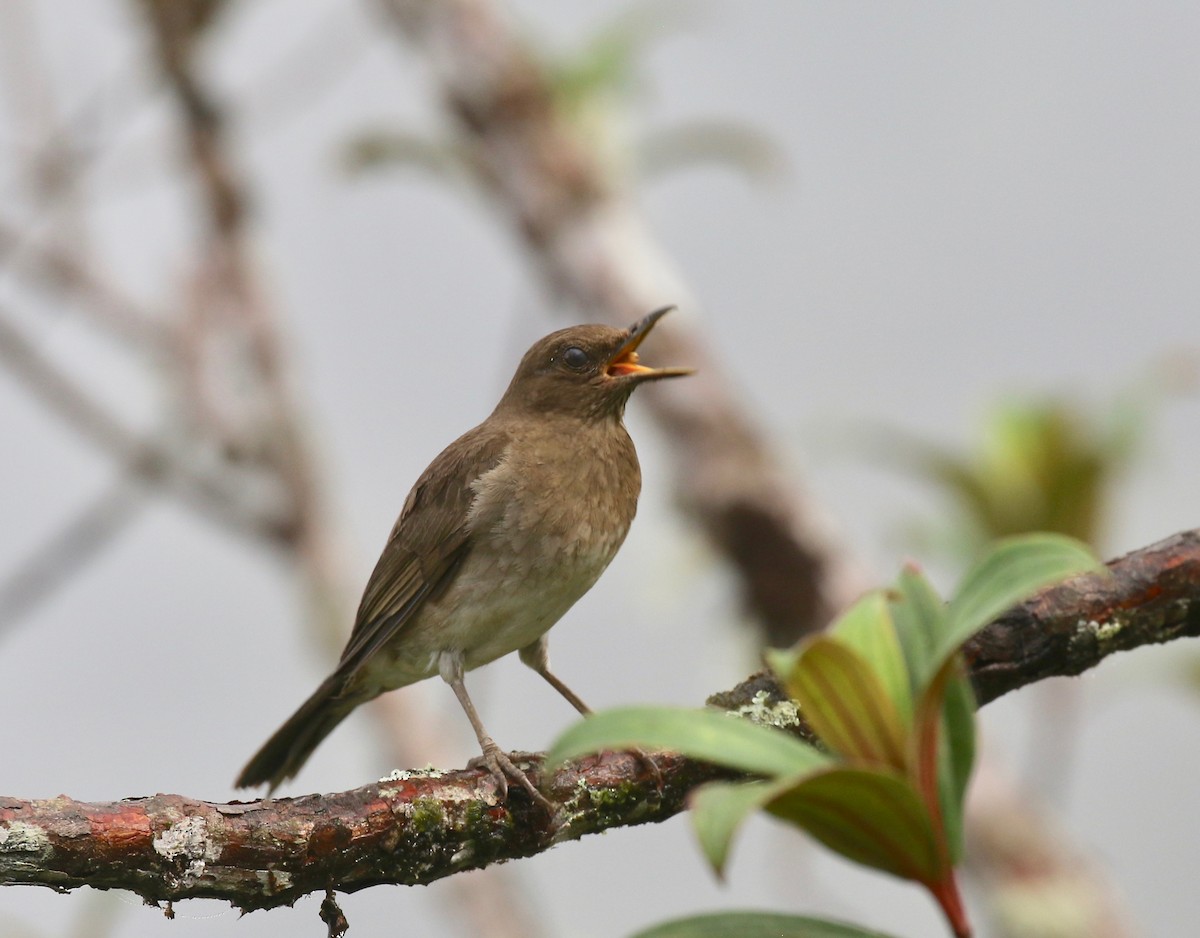 Black-billed Thrush - ML637751051